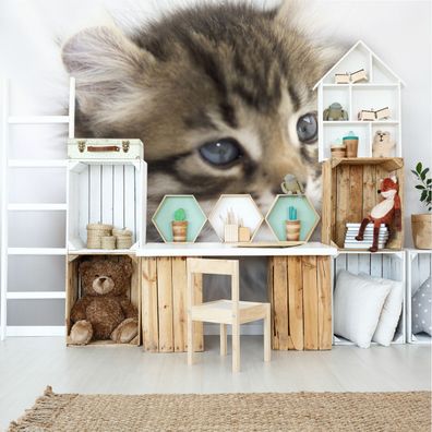Muralo VINYL Fototapete XXL TAPETE für Kinder Schöne Katze aus der Nähe 3444
