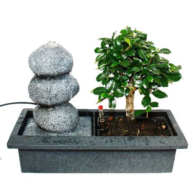 Sibirischen Teppich Cypress Smaragdgrün Lebensbaum Samen Blume Bonsai P3Y8 100 