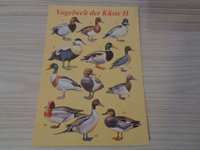 5765 Postkarte, Ansichtskarte-Vogelwelt der Küste II
