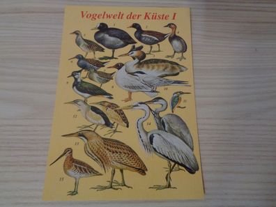 5765 Postkarte, Ansichtskarte-Vogelwelt der Küste I