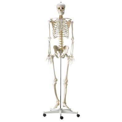 Skelettmodell mit flexibler Bandscheibe Lebensgroß HeineScientific