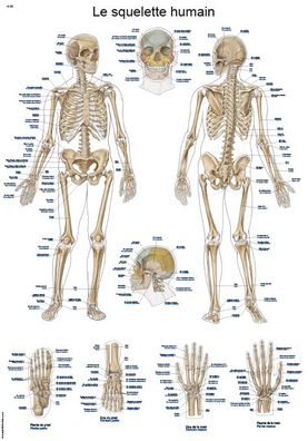 Lehrtafel Le squelette humain 50x70cm