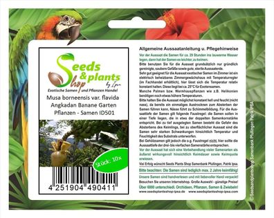 10x Musa borneensis var. flavida Angkadan Banane Garten Pflanzen - Samen ID501