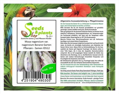 10x Musa nagensium var. nagensium Banane Garten Pflanzen - Samen ID512
