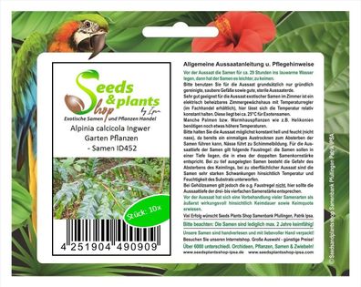 10x Alpinia calcicola Ingwer Garten Pflanzen - Samen ID452