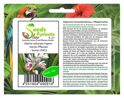10x Alpinia calcarata Ingwer Garten Pflanzen - Samen ID451