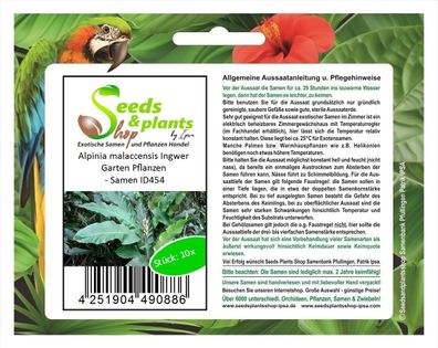 10x Alpinia malaccensis Ingwer Garten Pflanzen - Samen ID454