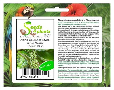 10x Alpinia laxisecunda Ingwer Garten Pflanzen - Samen ID453