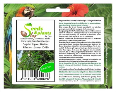 10x Dimerocostus strobilaceus Saguiro Ingwer Garten Pflanzen - Samen ID480