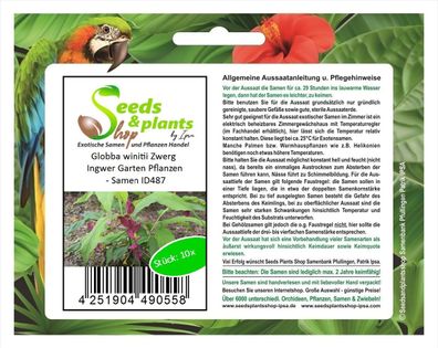 10x Globba winitii Zwerg Ingwer Garten Pflanzen - Samen ID487