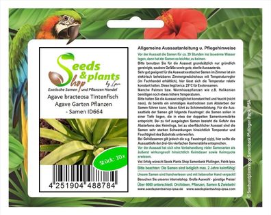 10x Agave bracteosa Tintenfisch Agave Garten Pflanzen - Samen ID664