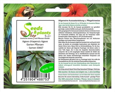 10x Agave chiapensis Agave Garten Pflanzen - Samen ID667