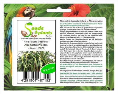 10x Aloe spicata Gazaland Aloe Garten Pflanzen - Samen ID826