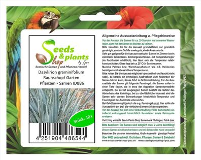 10x Dasylirion graminifolium Rauhschopf Garten Pflanzen - Samen ID886