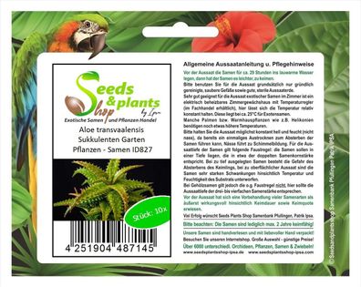 10x Aloe transvaalensis Sukkulenten Garten Pflanzen - Samen ID827