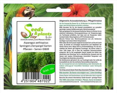 10x Asparagus aethiopicus Sprengers Zierspargel Garten Pflanzen - Samen ID839