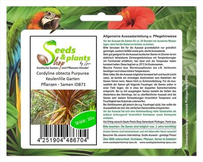 10x Cordyline obtecta Purpurea Keulenlilie Garten Pflanzen - Samen ID871
