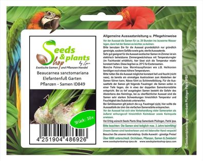 10x Beaucarnea sanctomariana Elefantenfuß Garten Pflanzen - Samen ID849