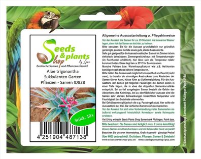 10x Aloe trigonantha Sukkulenten Garten Pflanzen - Samen ID828