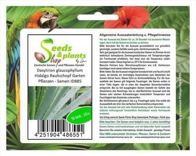 10x Dasylirion glaucophyllum Hidalgo Rauhschopf Garten Pflanzen - Samen ID885