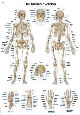Lehrtafel The human skeleton 50x70cm