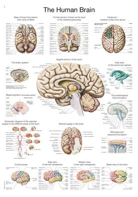 Lehrtafel Das menschliche Gehirn (englisch) 50x70cm