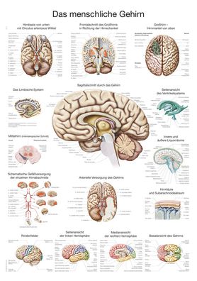 Lehrtafel Das menschliche Gehirn (deutsch) 50x70cm