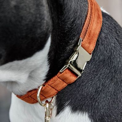 Kentucky Dogwear Halsband Dog Collar "Velvet" - Orange
