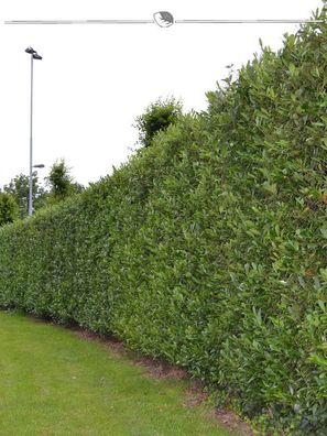 Kirschlorbeer Prunus Caucasica 160-180 cm, 12x Heckenpflanze (Gr. 160-180)