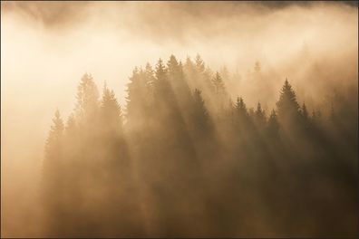 Muralo VINYL Fototapete XXL TAPETE Wald im Nebel 127