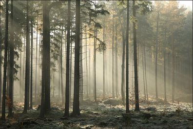 Muralo VINYL Fototapete XXL TAPETE Wald Bäume Nebel 386
