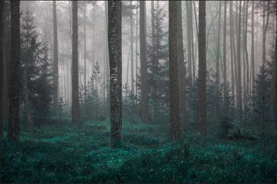 Muralo VINYL Fototapete XXL TAPETE Wald im Nebel 554