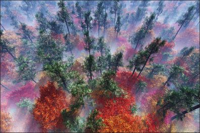 Muralo VINYL Fototapete XXL TAPETE Wald im Nebel 584
