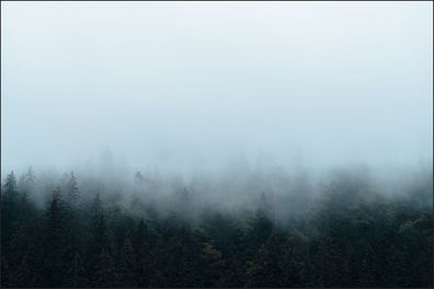 Muralo VINYL Fototapete XXL TAPETE Wald im Nebel 600