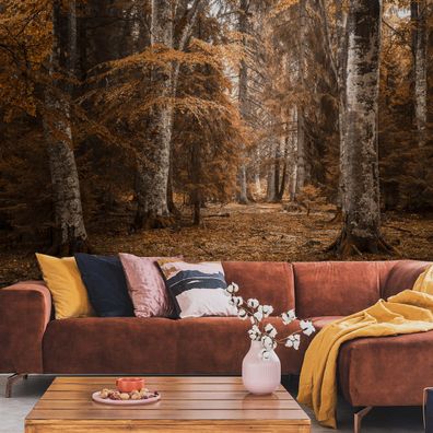 Muralo VINYL Fototapete XXL TAPETE Wald Bäume Birken Herbst 1540