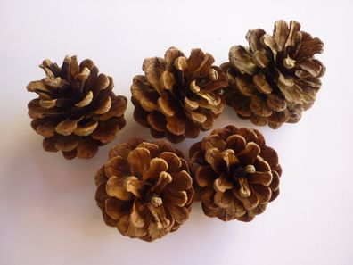 20 Kiefernzapfen Zapfen 6-8 cm groß getrocknet Natur Floristik basteln Gestecke