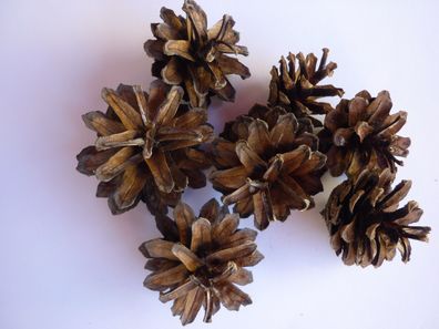 30 Kiefernzapfen Zapfen 3-5cm getrocknet Natur Floristik basteln
