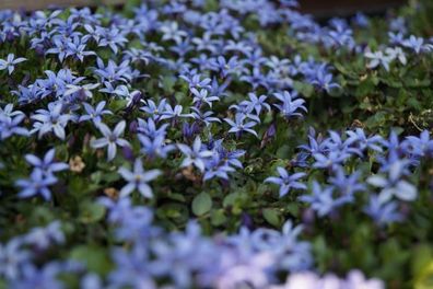 10 x Isotoma fluviatilis Country Park (Winterhart/ Bodendecker) Bubikopf/ Gaudich