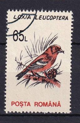 Motiv - Vogel - Blindenkreuzschnabel-(Loxia-Leucopetera - (Rumänien) - gestempelt