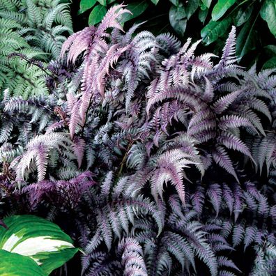 1 x Athyrium niponicum ‚Burgundy Lace´ 1 Liter(Ziergras/ Farn/ Stauden) Seltenheit