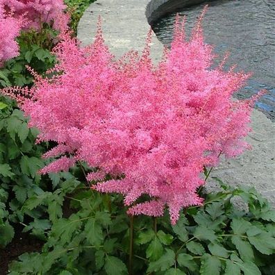 3 x Astilbe arendsii ‚Astary Rose‘ (Winterhart/ Stauden) Prachtspiere