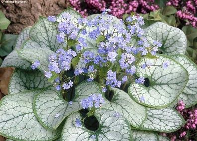 3 x Brunnera macrophylla ´Jack Frost‘ (Kaukasus Vergissmeinnicht) 5,99 € pro St