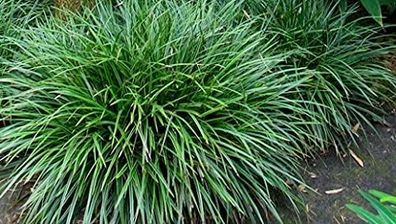 3 x Carex morrowii ´Irish Green´ (Ziergras/ Gräser/ Stauden) Bodendecker