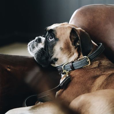 Kentucky Dogwear Halsband Plaited Nylon Dog collar - Grey