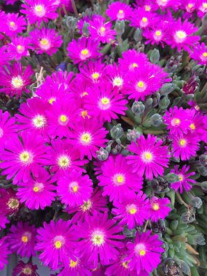 1 x Delosperma cultorum ´Jewel of Desert Opal ®‘ (Mittagsblume)Bodendecker