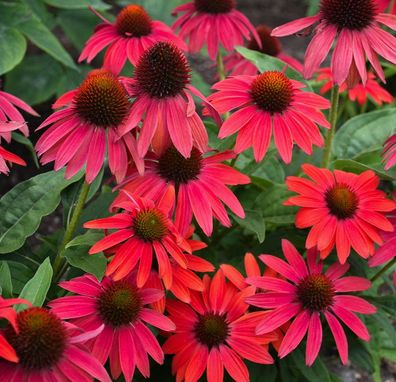 1 x Echinacea purpurea ‚Lakota Red´ (Scheinsonnenhut)