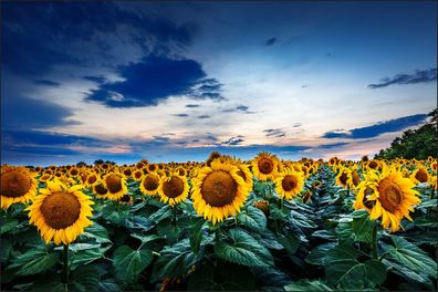 Muralo VINYL Fototapete XXL TAPETE Blumen Sonnenblumen Himmel 1034