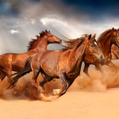 Muralo VINYL Fototapete XXL TAPETE Herde von Pferden WüSTE Himmel 3D 3076