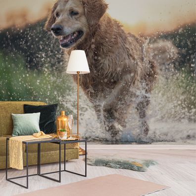 Muralo VINYL Fototapete XXL TAPETE Wohnzimmer HUND Retriever Wiese 3370