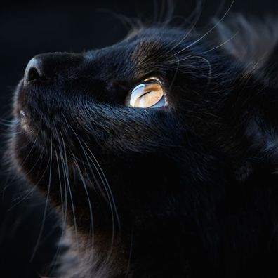 Muralo VINYL Fototapete XXL TAPETE Schwarze Katze aus der Nähe 3421